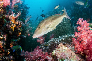 A reef scene from Richelieu Rock, Surin islands. by Mehmet Salih Bilal 